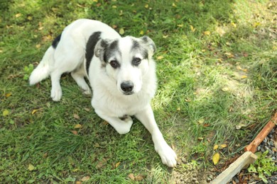 Adorable dog lying on green grass outdoors