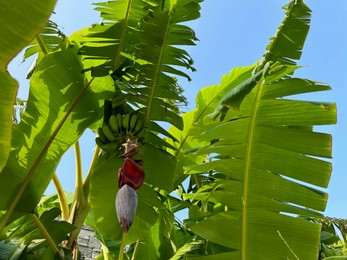 Tropical tree with green leaves and ripening bananas, low angle view