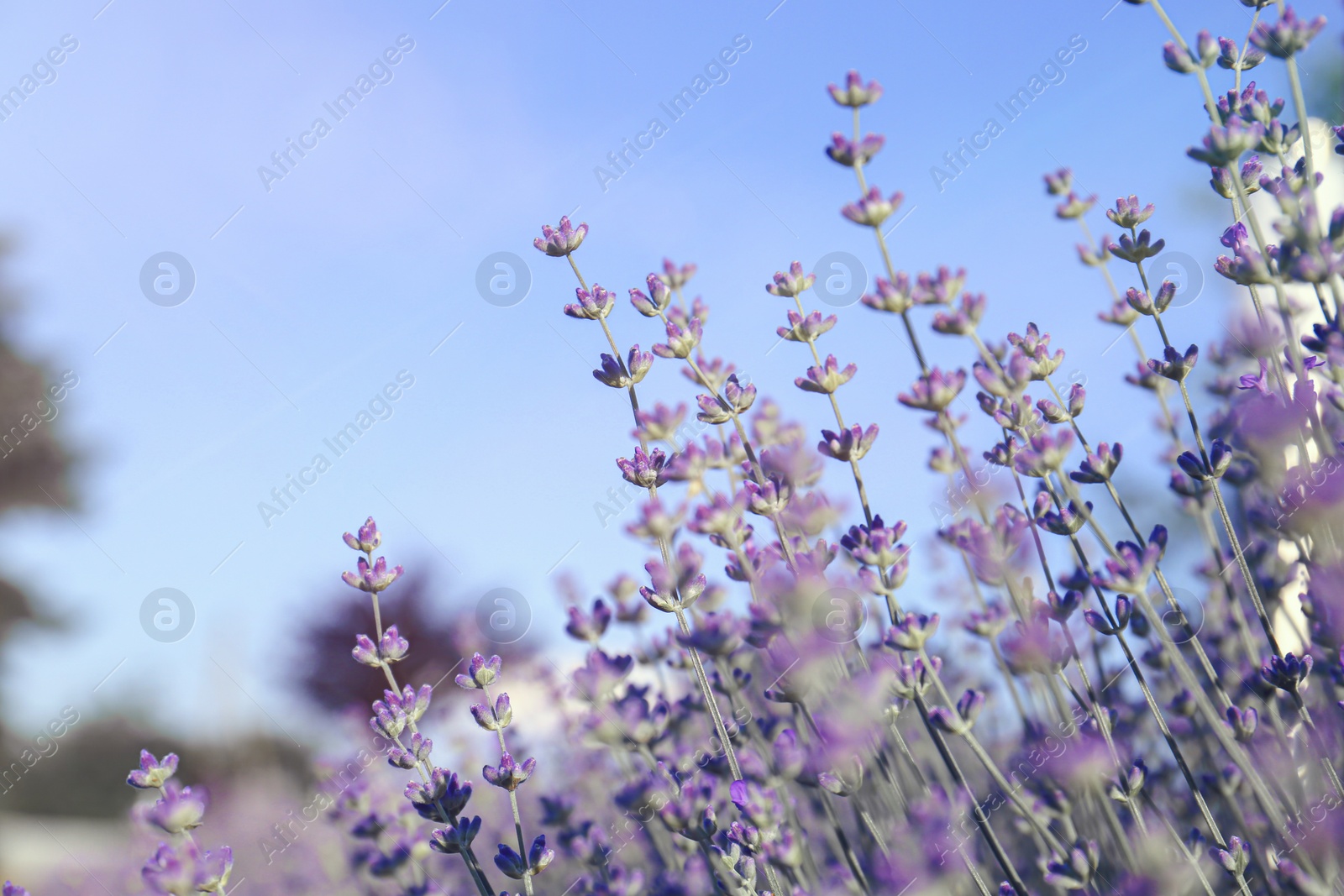 Photo of Beautiful lavender flowers growing in field, closeup. Space for text