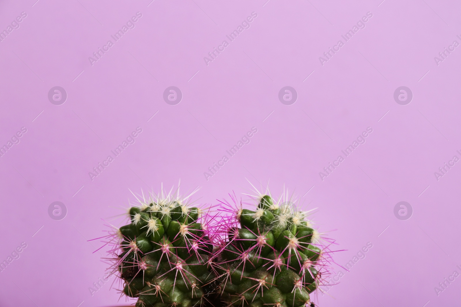 Photo of Beautiful green cactus on violet background. Tropical plant