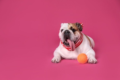 Adorable English bulldog with ball on pink background, space for text