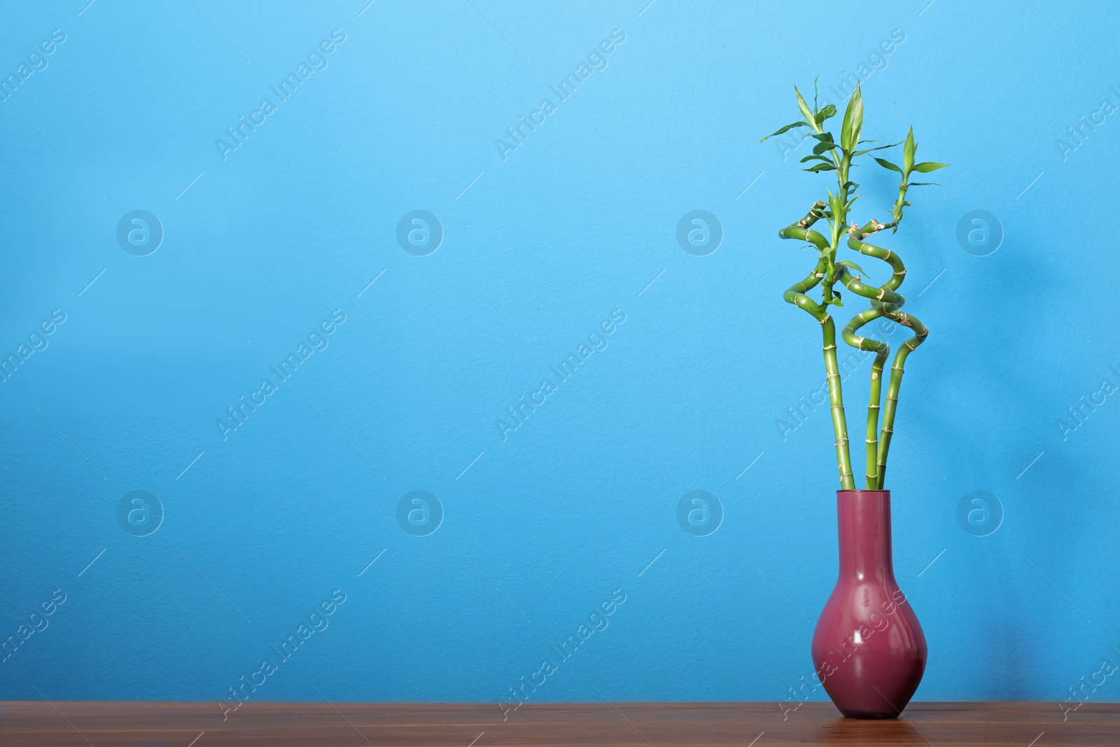 Photo of Vase with bamboo stems on wooden table against blue wall, space for text
