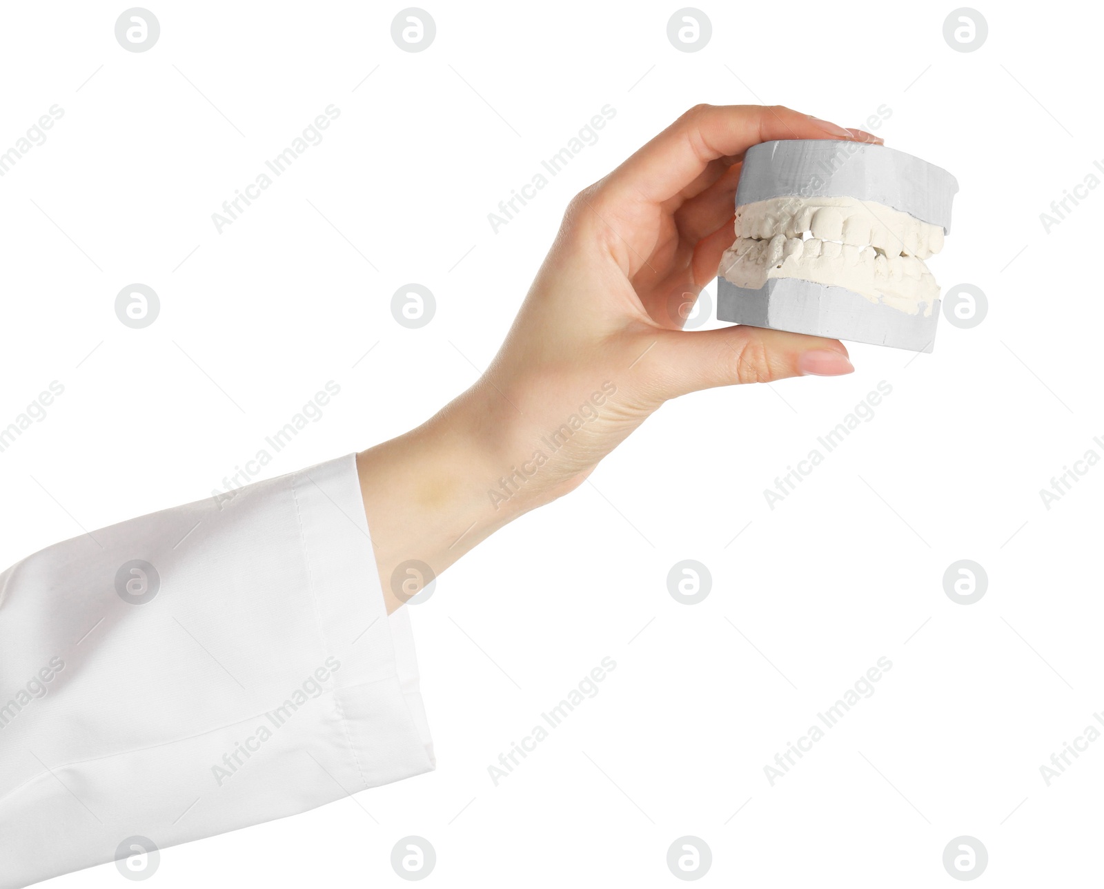 Photo of Doctor holding dental model with jaws on white background, closeup. Cast of teeth