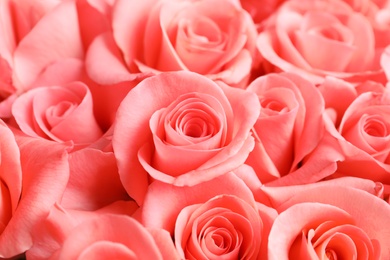 Beautiful roses as background