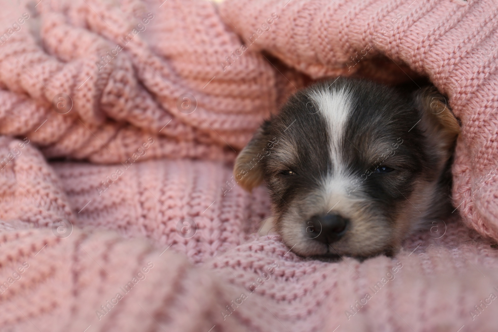 Photo of Cute puppy sleeping on pink knitted blanket, closeup. Space for text