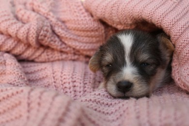 Cute puppy sleeping on pink knitted blanket, closeup. Space for text