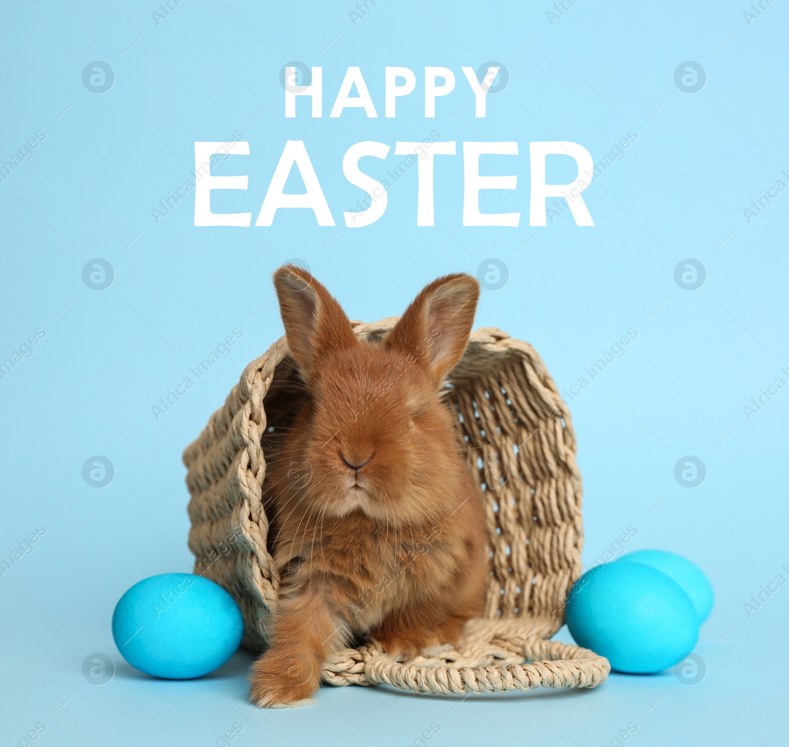 Image of Adorable fluffy bunny in wicker basket and eggs on light blue background. Happy Easter