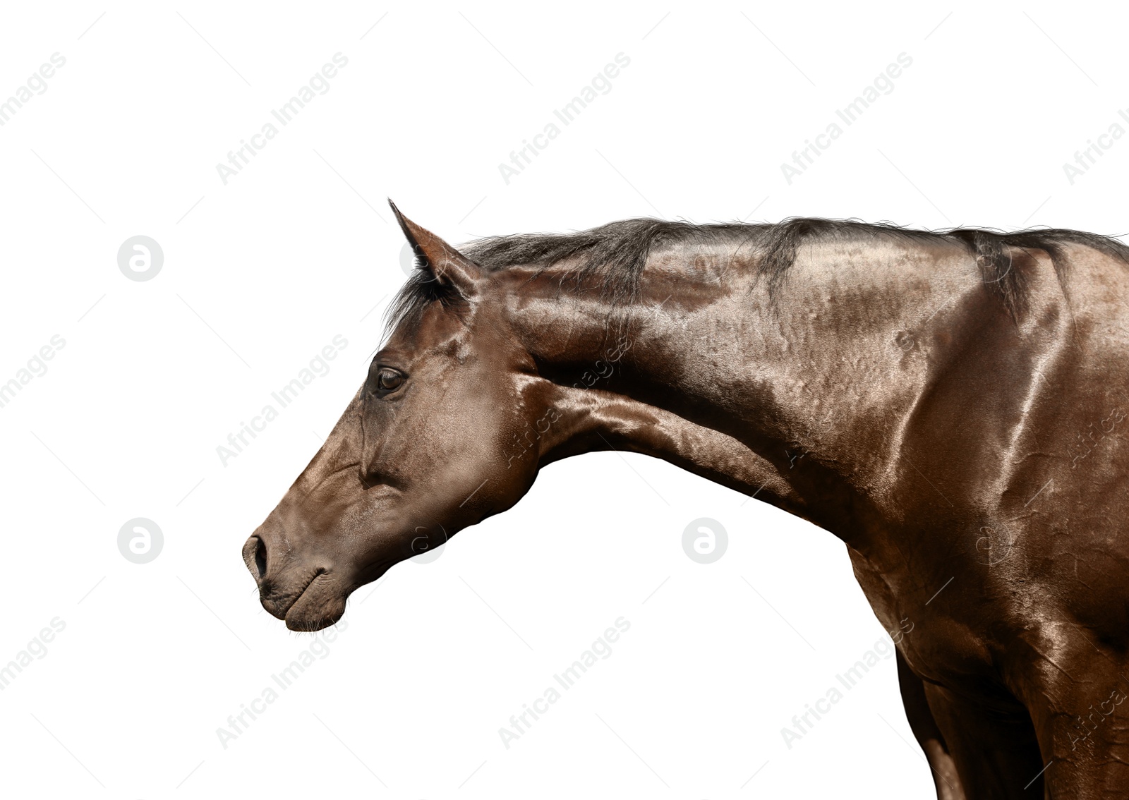 Image of Closeup view of bay horse isolated on white. Beautiful pet  