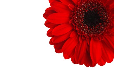 Photo of Beautiful red gerbera flower on white background