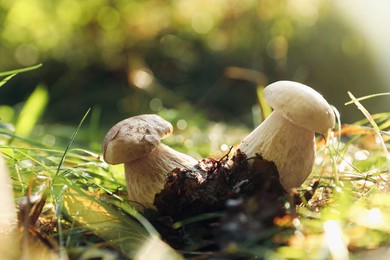 Photo of Fresh wild mushrooms growing in forest, closeup