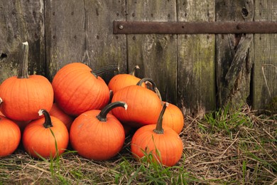 Photo of Many ripe orange pumpkins on grass near wooden fence. Space for text