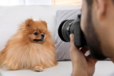 Photo of Professional animal photographer taking picture of beautiful Pomeranian spitz dog indoors, closeup