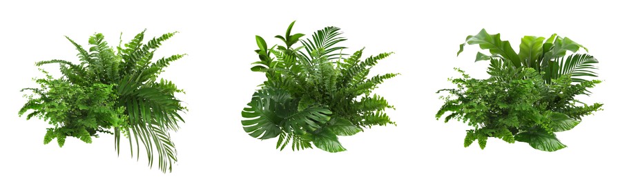 Image of Beautiful composition with fern and other tropical leaves on white background, collage. Banner design