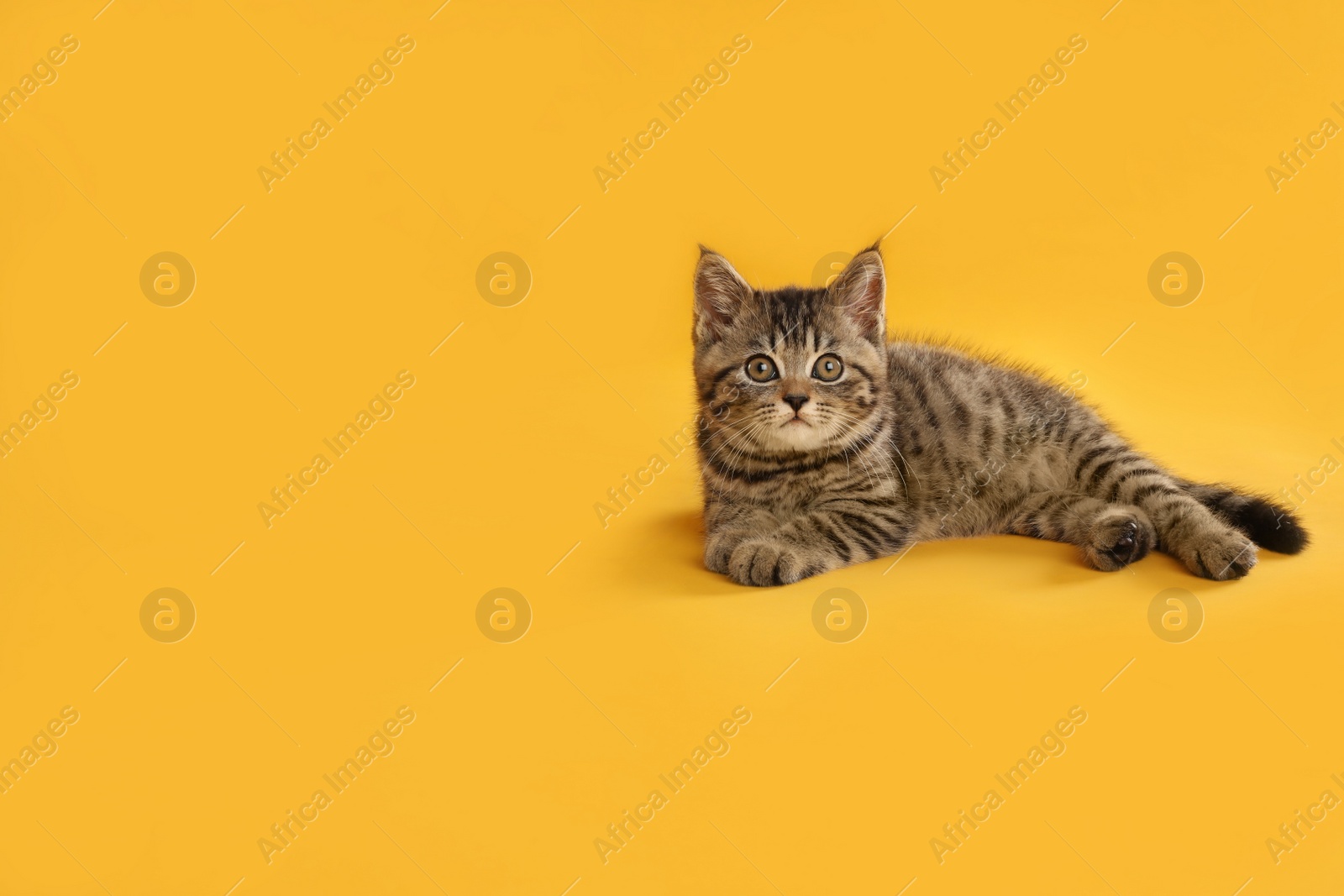 Photo of Cute tabby kitten on yellow background, space for text. Baby animal