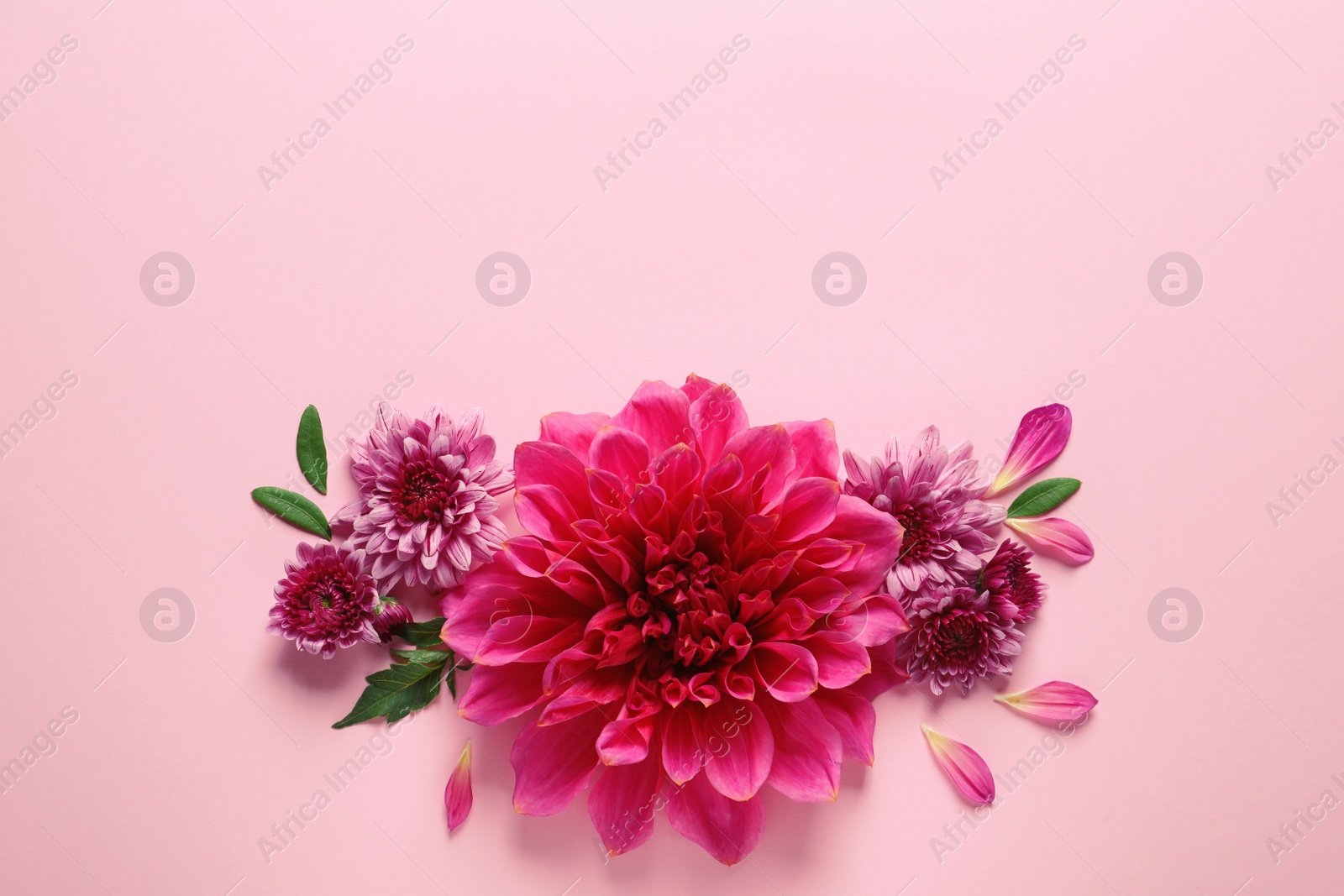 Photo of Flat lay composition with beautiful dahlia flowers and space for text on color background