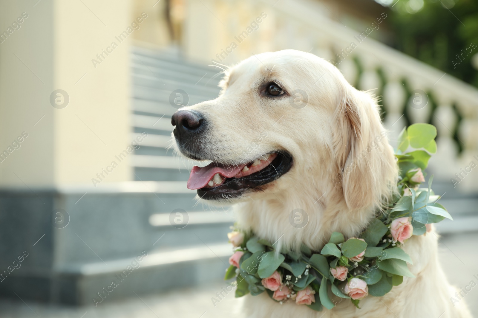 Photo of Adorable golden Retriever wearing wreath made of beautiful flowers outdoors