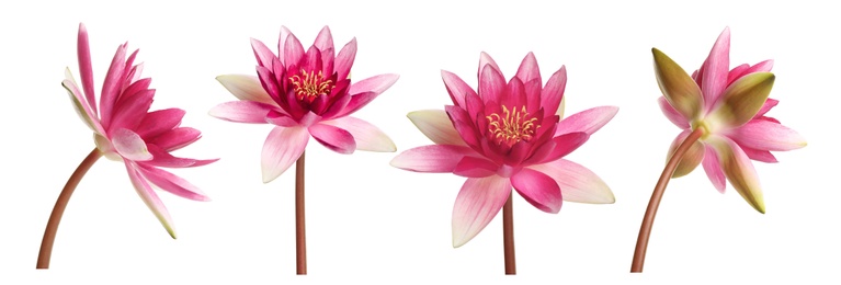 Image of Set of beautiful lotus flowers on white background. Banner design 