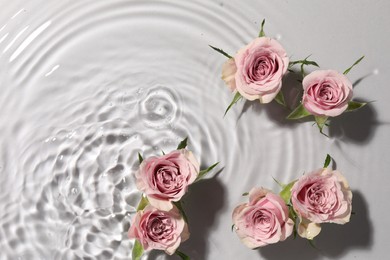 Photo of Beautiful roses in water on white background, top view. Space for text