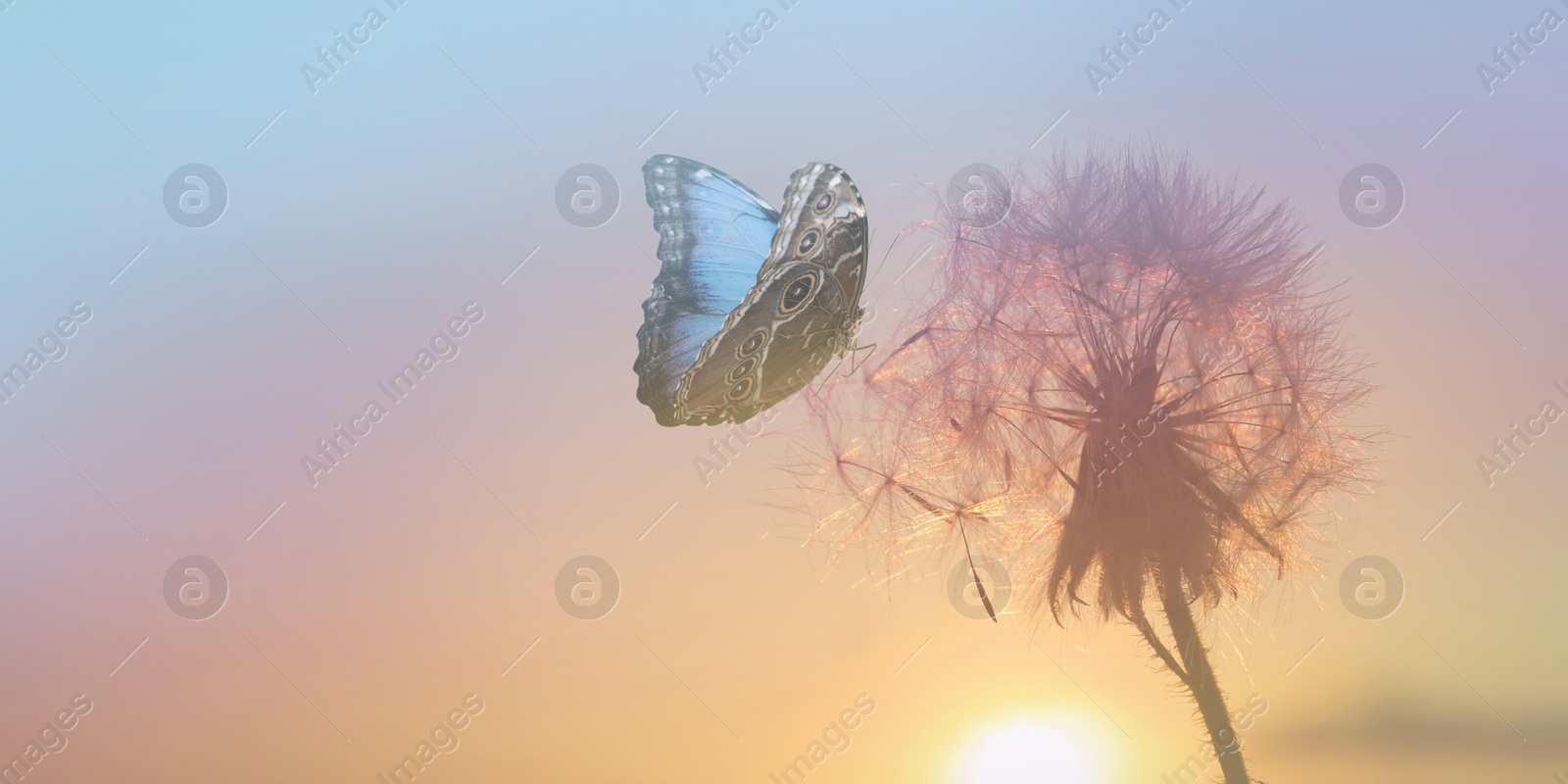 Image of Beautiful butterfly and delicate fluffy dandelion at sunset. Banner design