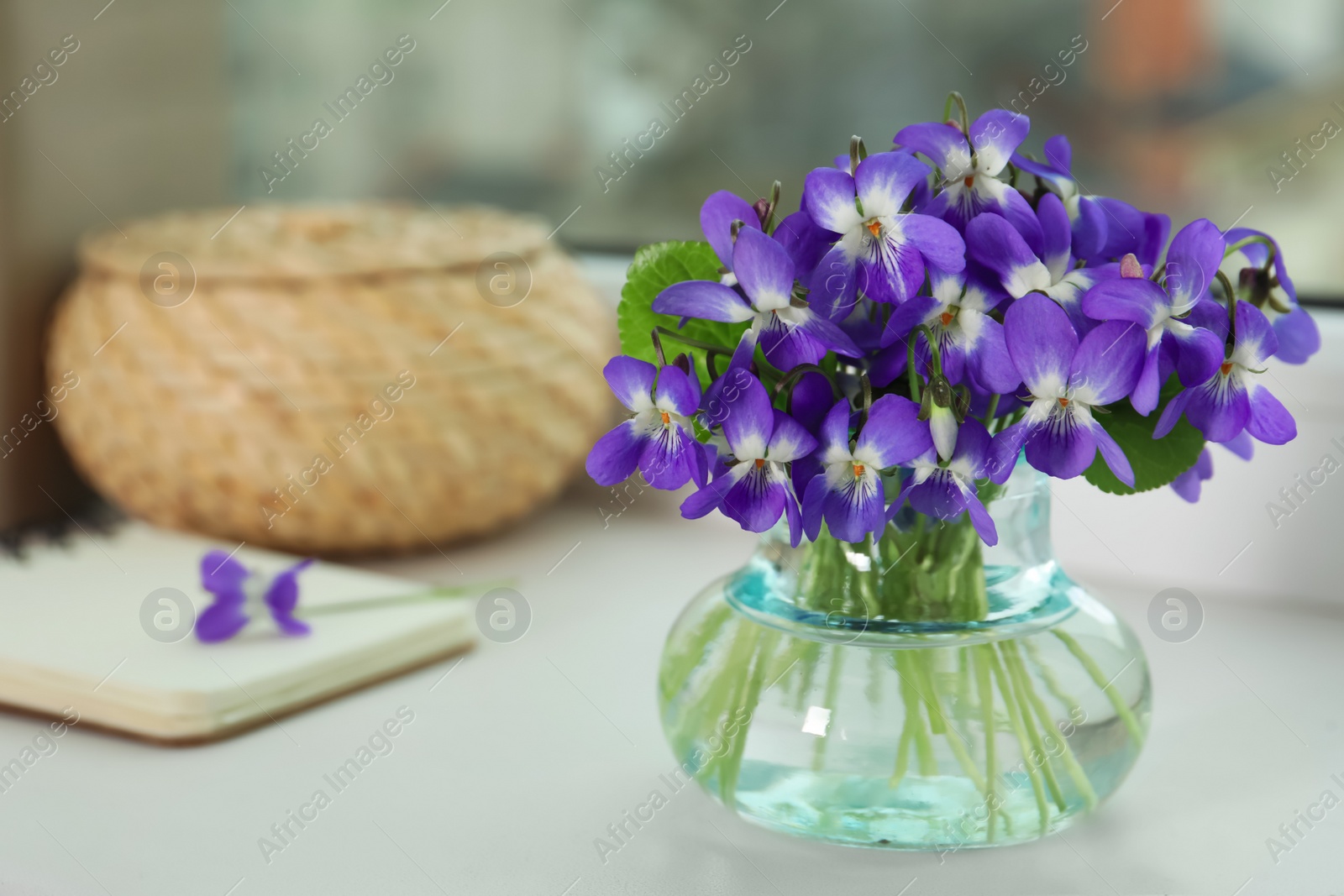 Photo of Beautiful wood violets in glass vase on window sill indoors, space for text. Spring flowers