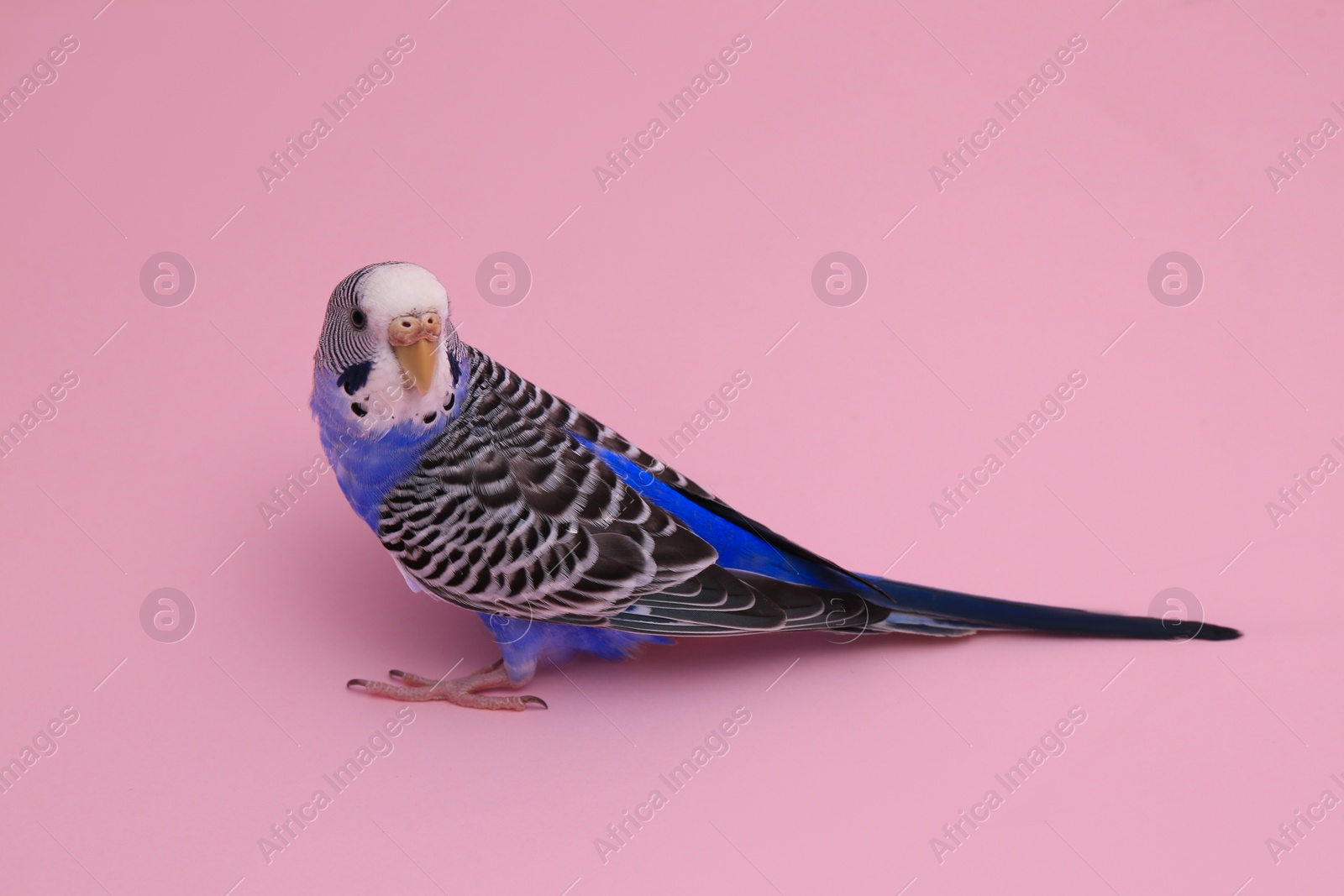 Photo of Beautiful parrot on pink background. Exotic pet