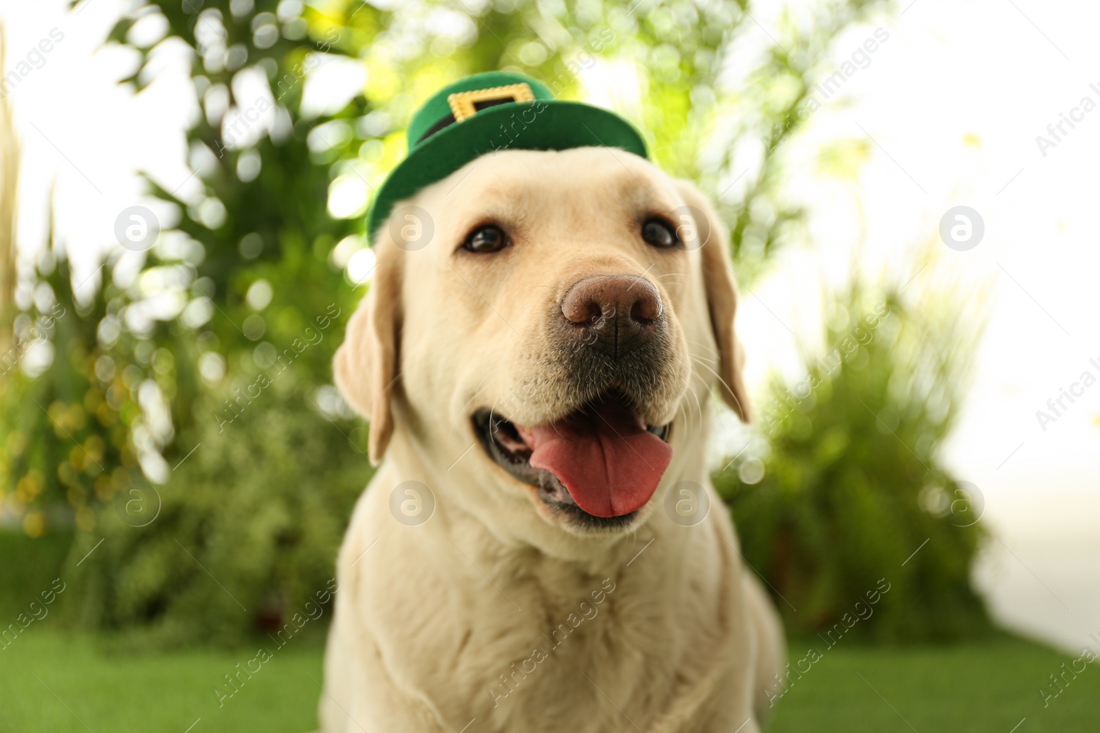 Photo of Labrador retriever with leprechaun hat outdoors, closeup. St. Patrick's day