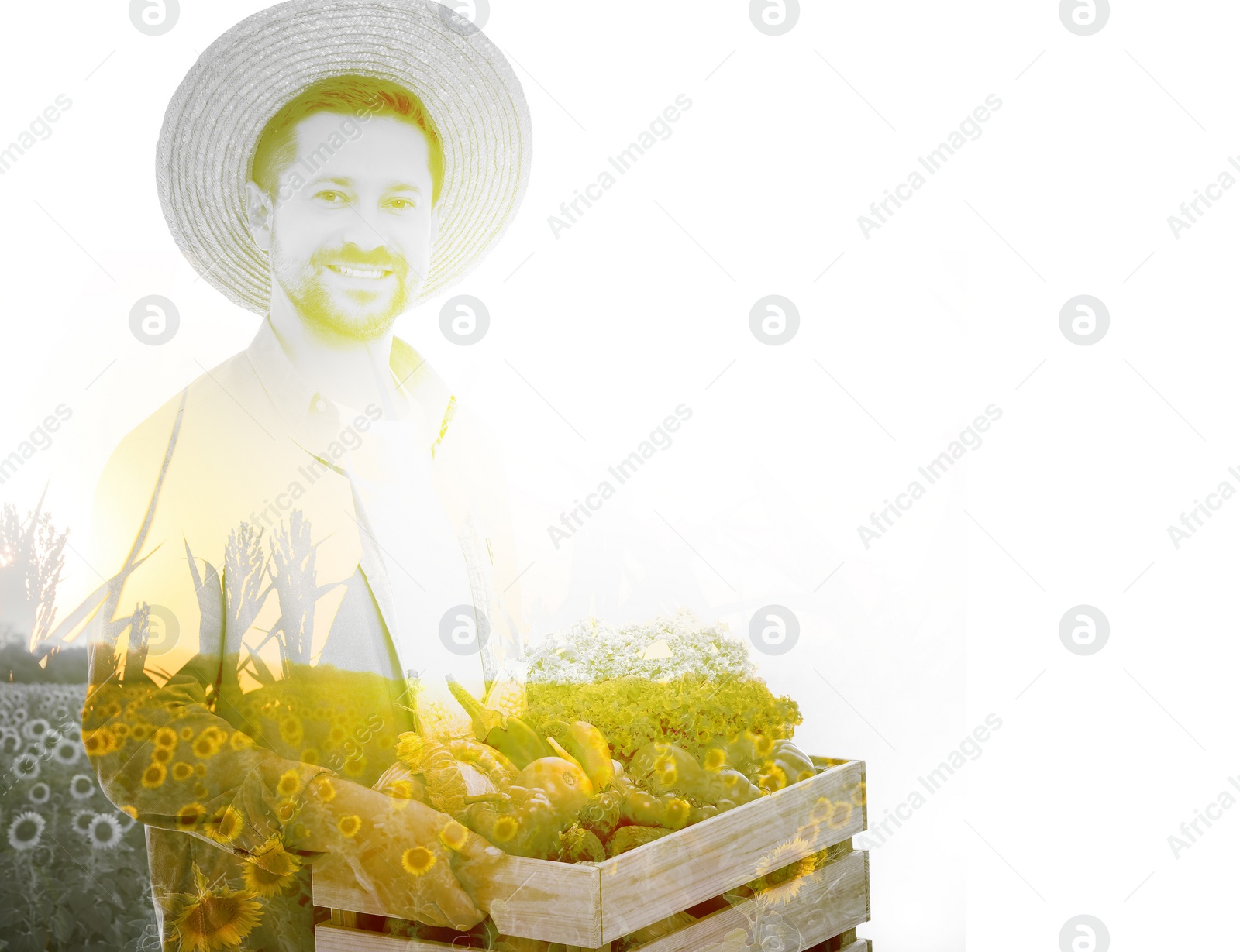 Image of Double exposure of farmer and sunflower field on white background