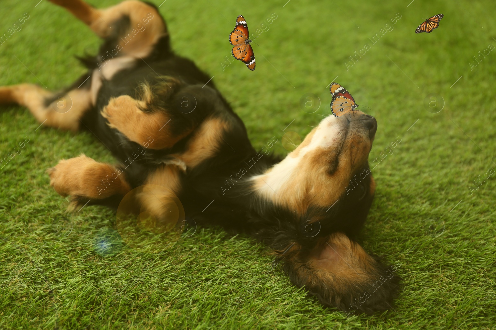 Image of Cute dog playing with butterflies on grass outdoors. Friendly pet