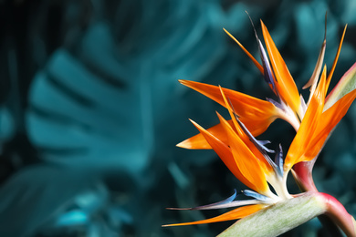 Image of Bird of Paradise tropical flower on blurred background, closeup. Space for text