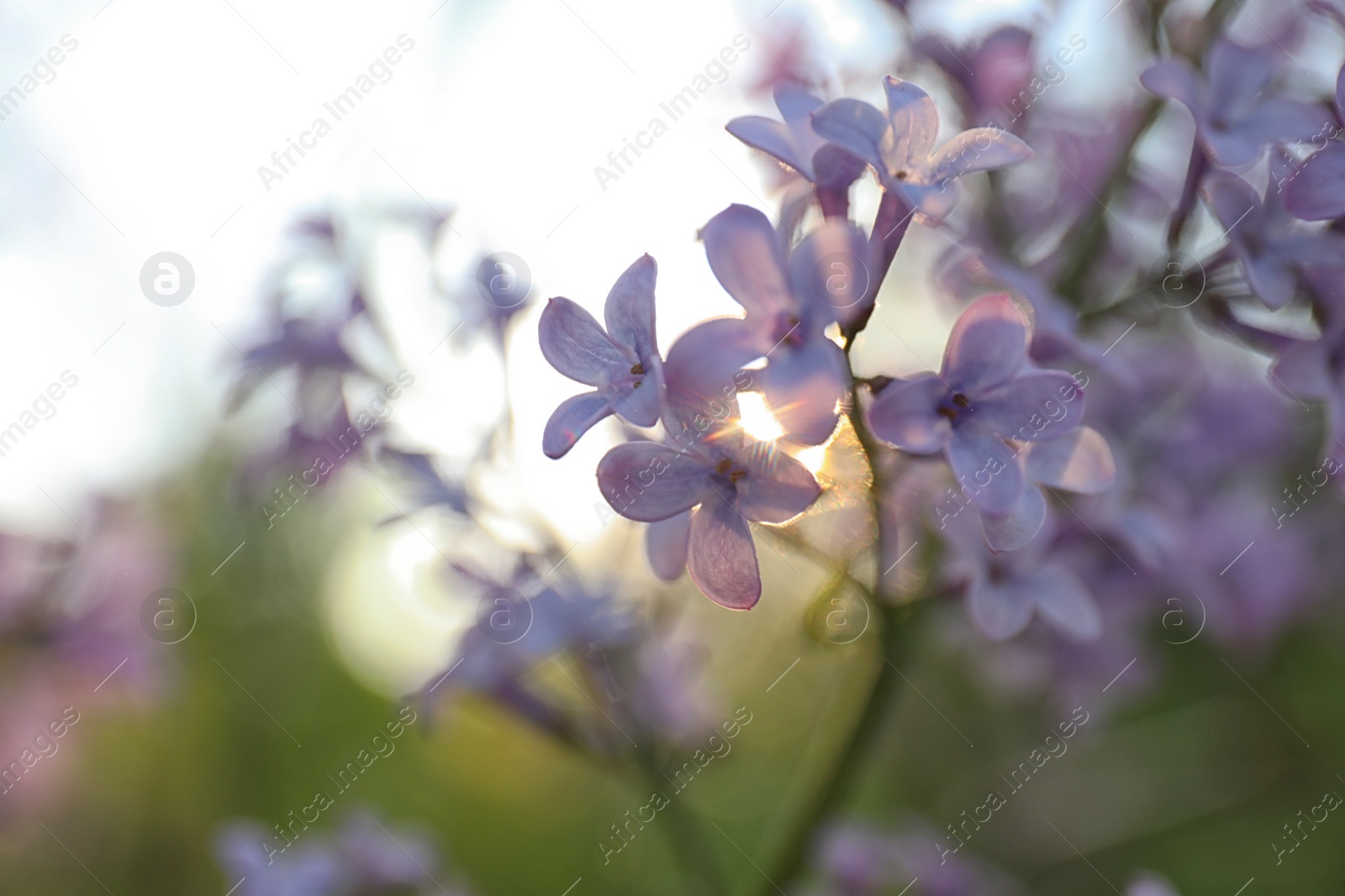 Photo of Closeup view of beautiful blossoming lilac shrub outdoors