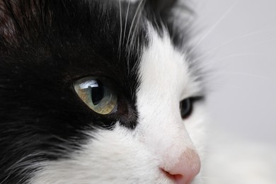 Photo of Closeup view of black and white cat with beautiful eyes on light background