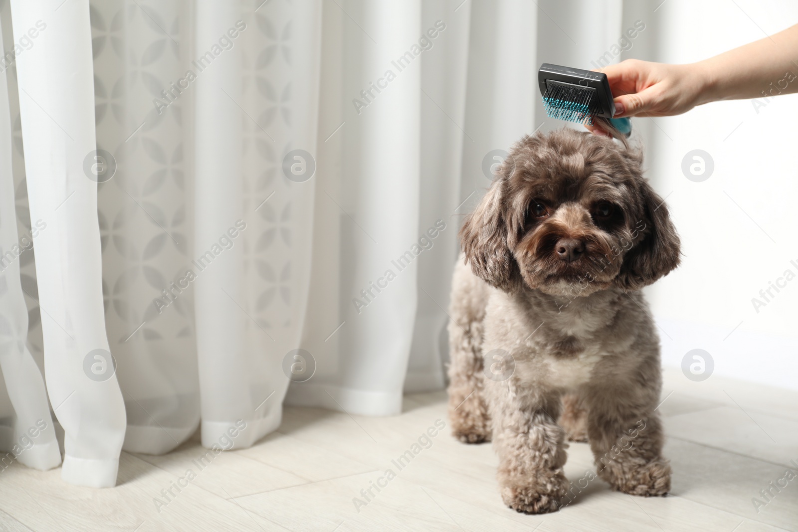 Photo of Woman brushing cute Maltipoo dog indoors, closeup with space for text. Lovely pet