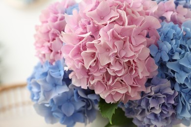 Photo of Beautiful light blue and pink hydrangea flowers, closeup