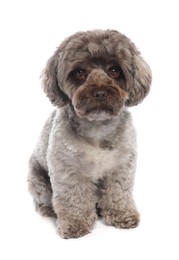 Photo of Cute Maltipoo dog on white background. Lovely pet