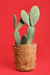 Beautiful cactus on red background. Tropical plant