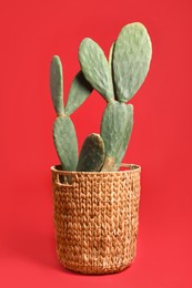 Photo of Beautiful cactus on red background. Tropical plant