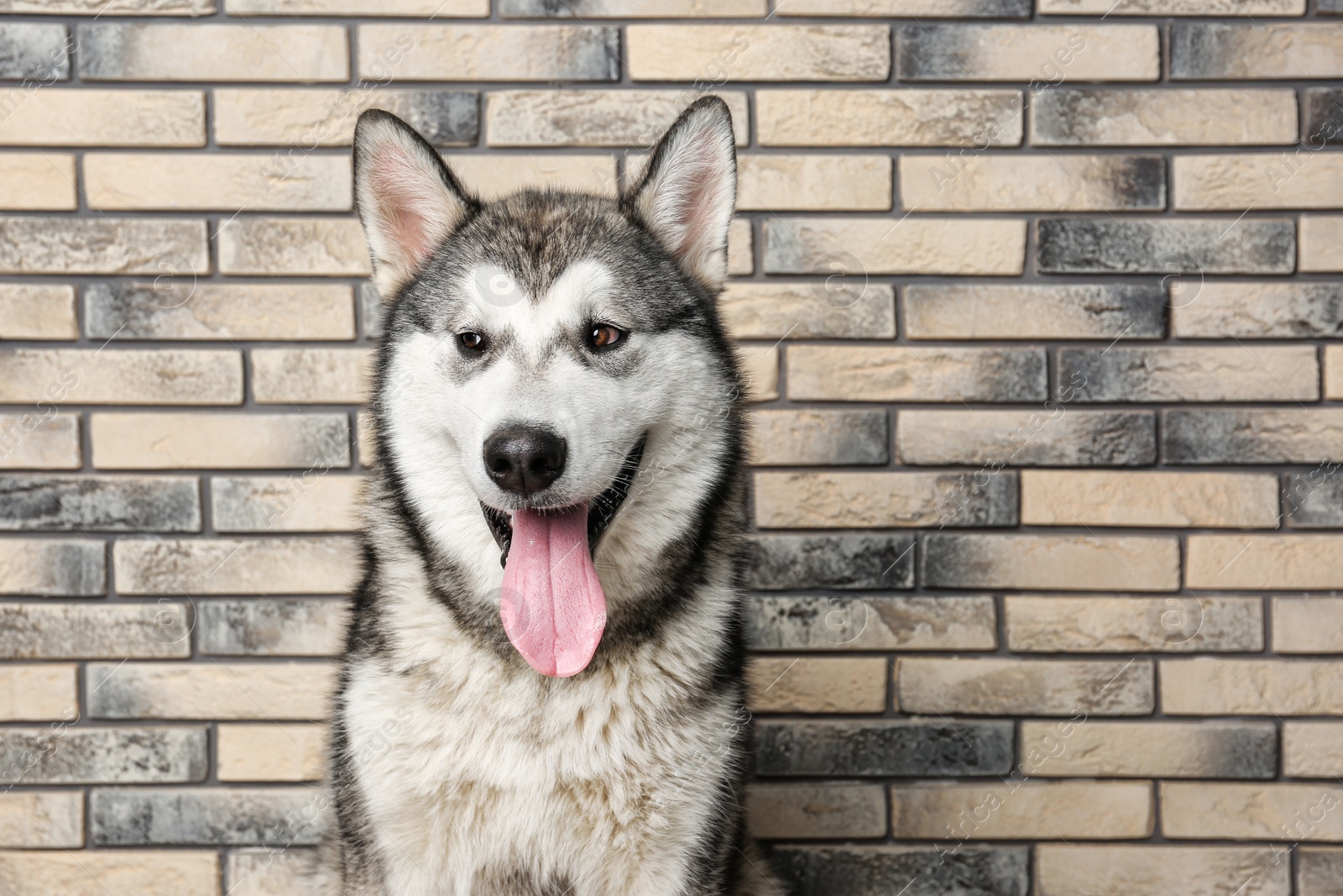 Photo of Cute Alaskan Malamute dog on brick wall background