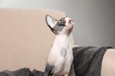 Cute sphynx cat and blanket on sofa indoors. Friendly pet