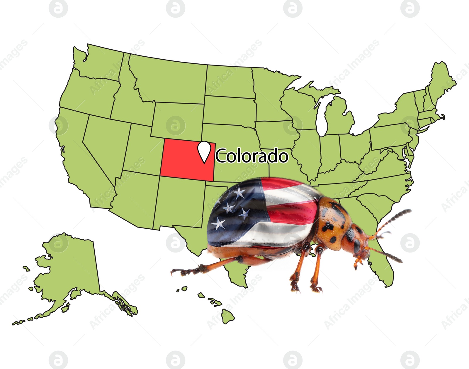 Image of USA map with marked state of Colorado and potato beetle on white background