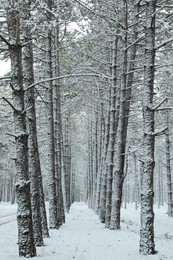 Photo of Beautiful view of snowy forest on winter day