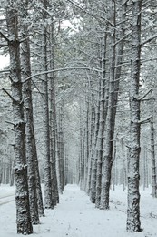 Beautiful view of snowy forest on winter day