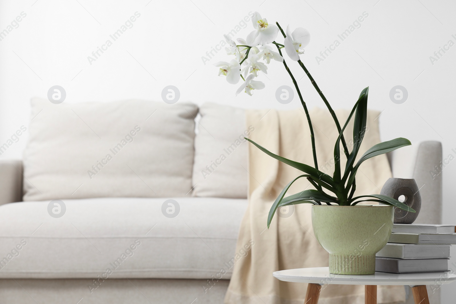 Photo of Blooming white orchid flower in pot, books and candle on side table at home, space for text