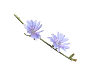 Photo of Beautiful chicory plant with light blue flowers isolated on white
