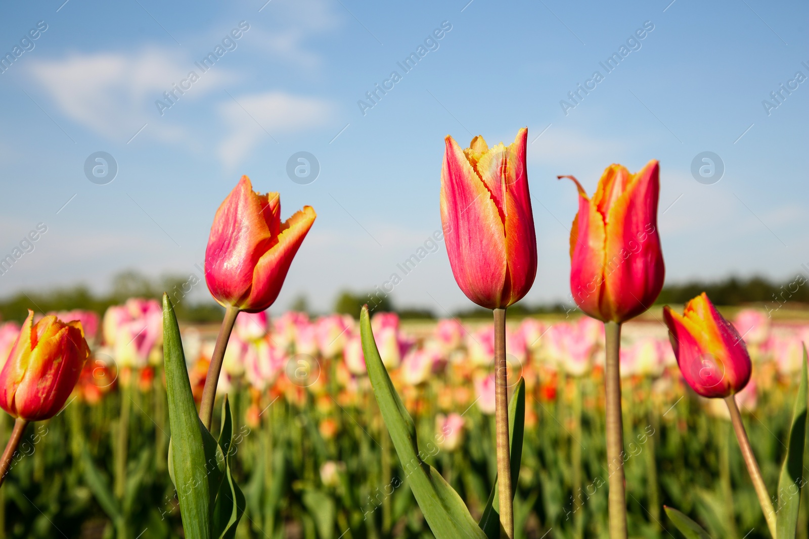 Photo of Beautiful colorful tulip flowers growing in field on sunny day, closeup