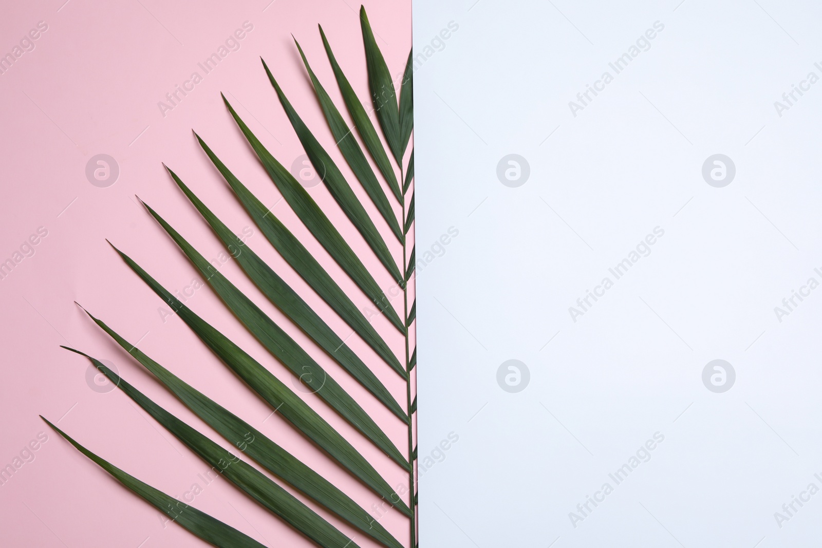 Photo of Leaf of tropical palm tree and blank card on color background, top view with space for text