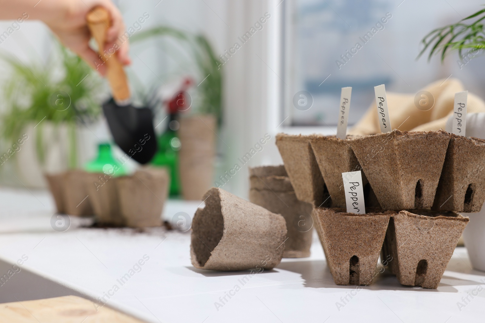 Photo of Little girl adding soil into peat pots on window sill indoors, focus on containers. Growing vegetable seeds