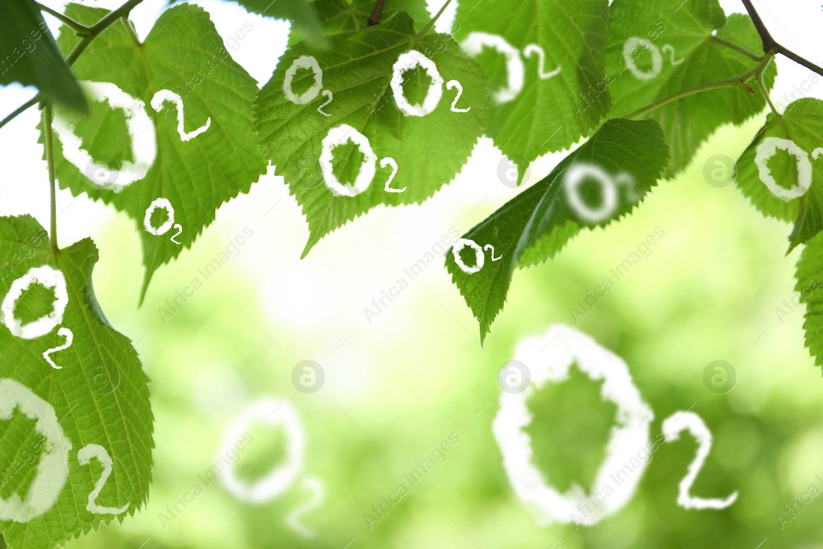 Image of O2 molecules and closeup view of linden tree with fresh young green leaves. Oxygen release concept