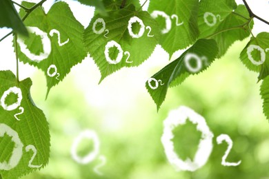O2 molecules and closeup view of linden tree with fresh young green leaves. Oxygen release concept