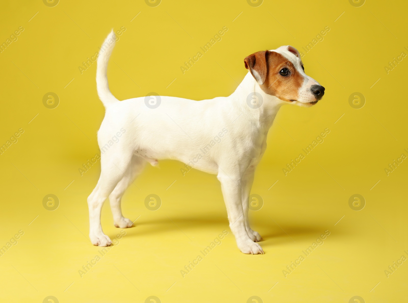 Photo of Cute Jack Russel Terrier on yellow background. Lovely dog