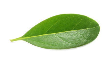 Photo of Beautiful spring green leaf on white background